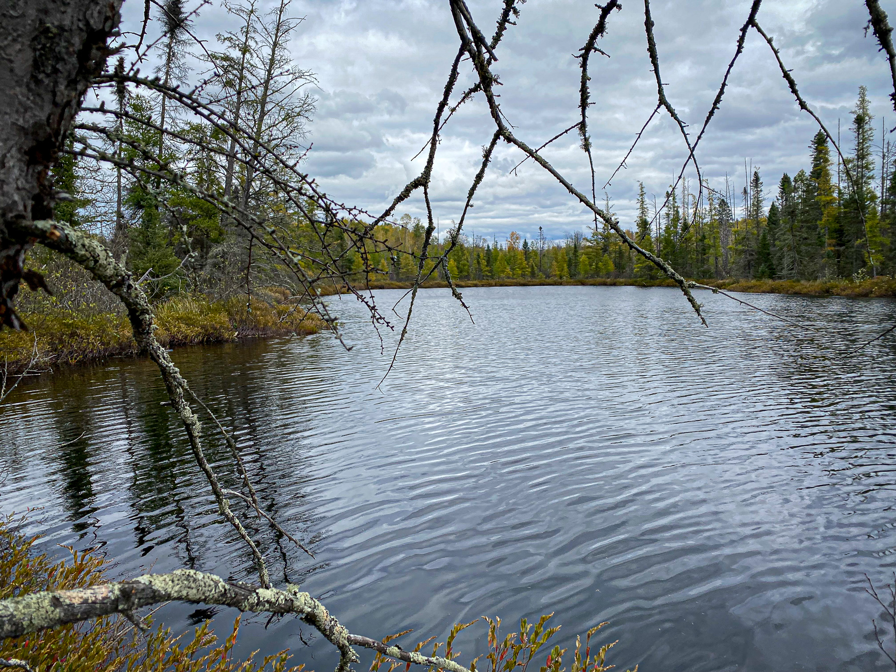 Calm lake shoreline framed by bare branches, distant forest, and overcast sky.